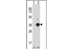 Western blot analysis of ANGPTL7 (arrow) using rabbit polyclonal ANGPTL7 Antibody (N-term) (ABIN390443 and ABIN2840822).