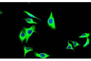 Immunofluorescence staining of HepG2 Cells with ABIN7127602 at 1:50, counter-stained with DAPI.