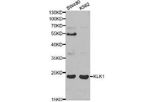Western blot analysis of extracts of various cell lines, using KLK1 antibody. (Kallikrein 1 anticorps  (AA 25-262))