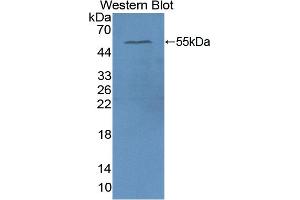 Detection of Recombinant APOA4, Human using Polyclonal Antibody to Apolipoprotein A4 (APOA4) (APOA4 anticorps  (AA 173-396))