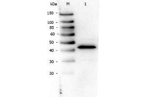 Western Blot of Rabbit anti-PPAR Alpha (N-terminal Specific) antibody.