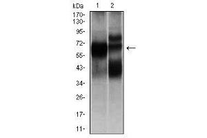 Image no. 2 for anti-Hexosaminidase A (HEXA) antibody (ABIN1498642) (Hexosaminidase A anticorps)