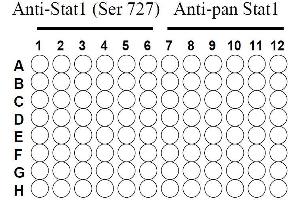 Image no. 5 for Signal Transducer and Activator of Transcription 1, 91kDa (STAT1) ELISA Kit (ABIN625243)