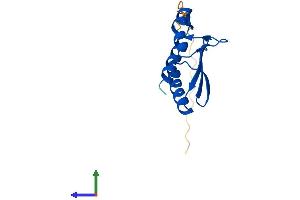 AlphaFold protein structure predicition of Mouse Recombinant Pcbd2 Protein, UniprotID Q9CZL5