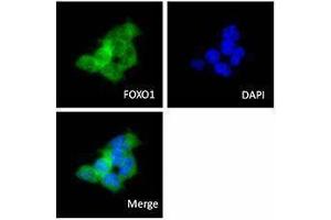 Immunofluorescence (IF) image for anti-Forkhead Box O1 (FOXO1) antibody (ABIN2664978) (FOXO1 anticorps)