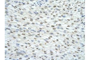 Immunohistochemical staining (Formalin-fixed paraffin-embedded sections) of human heart with SF3A1 polyclonal antibody . (SF3A1 anticorps  (AA 121-170))