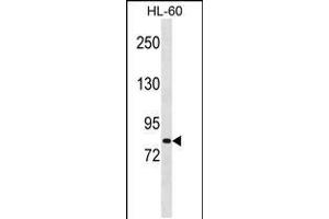 Western blot analysis in HL-60 cell line lysates (35ug/lane). (MSH5 anticorps  (AA 525-552))