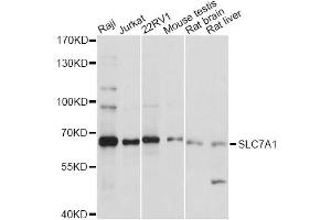 Western blot analysis of extracts of various cell lines, using SLC7A1 antibody (ABIN6292282) at 1:1000 dilution.