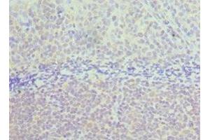 Immunohistochemistry of paraffin-embedded human tonsil tissue using ABIN7171965 at dilution of 1:100