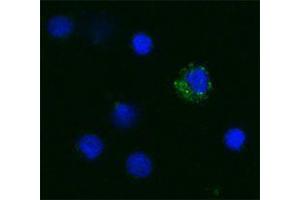 Immunofluorescence (IF) image for anti-Tumor Necrosis Factor alpha (TNF alpha) antibody (Biotin) (ABIN2661301) (TNF alpha anticorps  (Biotin))