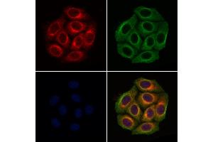anti-Vesicle-Associated Membrane Protein 2 (Synaptobrevin 2) (VAMP2) (N-Term) antibody