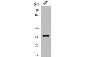 Western Blot analysis of HT29 cells using GPR82 Polyclonal Antibody (GPR82 anticorps  (Internal Region))