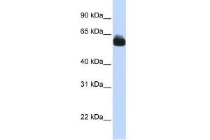 WB Suggested Anti-FZD9 Antibody Titration:  0. (FZD9 anticorps  (N-Term))
