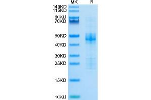Biotinylated Human CTGF on Tris-Bis PAGE under reduced condition.