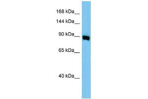 WB Suggested Anti-Ap1g1 Antibody Titration: 1. (gamma 1 Adaptin anticorps  (Middle Region))