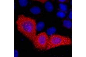 anti-VSV-G Epitope Tag antibody