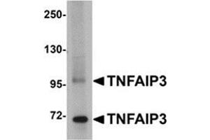 Western blot analysis of TNFAIP3 in SK-N-SH cell lysate with this product at 1 μg/ml.