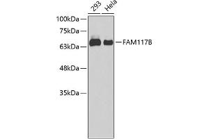 Western blot analysis of extracts of various cell lines, using FB antibody (ABIN6133439, ABIN6140448, ABIN6140449 and ABIN6220280). (FAM117B anticorps  (AA 293-372))