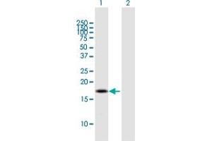 Western Blot analysis of BOLA2B expression in transfected 293T cell line by BOLA2B MaxPab polyclonal antibody. (BOLA2B anticorps  (AA 1-152))