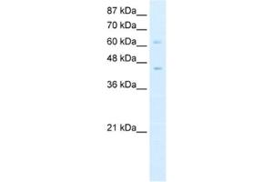 Western Blotting (WB) image for anti-Zinc Finger and BTB Domain Containing 3 (ZBTB3) antibody (ABIN2461938) (ZBTB3 anticorps)