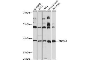 Western blot analysis of extracts of various cell lines, using PNM antibody (4558) at 1:3000 dilution. (PNMA1 anticorps  (AA 1-353))