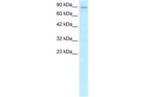 Western Blotting (WB) image for anti-Kinesin Family Member 5B (KIF5B) antibody (ABIN2460837) (KIF5B anticorps)