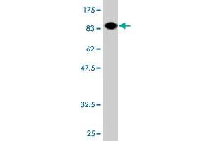 Western Blot detection against Immunogen (89.