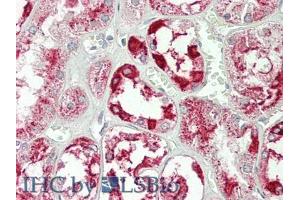 IHC-P analysis of Human Kidney Tissue, with HE staining. (Annexin IV anticorps  (AA 165-260))