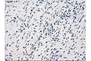 Immunohistochemistry (IHC) image for anti-RAD9 Homolog A (S. Pombe) (RAD9A) antibody (ABIN1500581) (RAD9A anticorps)