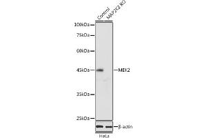 Western blot analysis of extracts of HeLa cells, using MEK2 antibody (ABIN7268640) at 1:1000 dilution. (MEK2 anticorps  (AA 1-100))