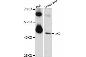 Western blot analysis of extracts of various cell lines, using LAX1 antibody (ABIN5998114) at 1/1000 dilution. (LAX1 anticorps)