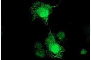 Anti-TMOD1 mouse monoclonal antibody (ABIN2454779) immunofluorescent staining of COS7 cells transiently transfected by pCMV6-ENTRY TMOD1 (RC201134). (Tropomodulin 1 anticorps)