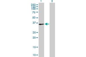 Western Blot analysis of PIR expression in transfected 293T cell line by PIR MaxPab polyclonal antibody. (Pirin anticorps  (AA 1-290))