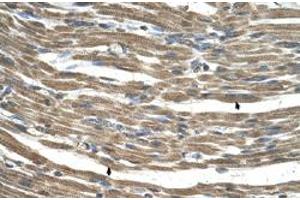Immunohistochemical staining (Formalin-fixed paraffin-embedded sections) of human muscle with C21orf33 polyclonal antibody  at 4-8 ug/mL working concentration. (C21orf33 anticorps  (N-Term))