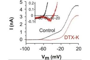 Dendrotoxin-K blocks LVA K+ currents in cultured mouse SGNs. (Dendrotoxin-K Protéine)