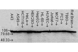 Hsp90 (K41220A), CellLine copy. (HSP90 alpha/beta anticorps  (AA 291-304))