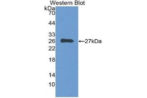 Western Blotting (WB) image for anti-Complement Component 1, Q Subcomponent, A Chain (C1QA) (AA 28-245) antibody (ABIN1862257) (C1QA anticorps  (AA 28-245))