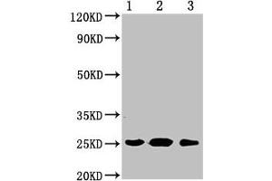 Western Blot Positive WB detected in: 1. (CD9 anticorps  (AA 112-195))