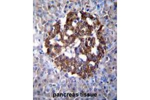 PCDH20 Antibody (Center) immunohistochemistry analysis in formalin fixed and paraffin embedded human pancreas tissue followed by peroxidase conjugation of the secondary antibody and DAB staining. (PCDH20 anticorps  (Middle Region))