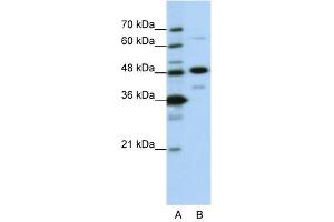 NOL4 antibody used at 0. (NOL4 anticorps  (N-Term))