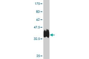 Western Blot detection against Immunogen (35.