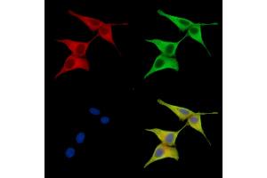 ABIN7096829 and ABIN7100895 staining HepG2 cells by IF/ICC. (DNAJC24 anticorps)