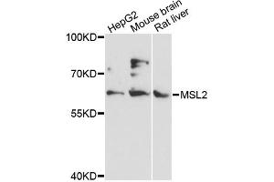 Western blot analysis of extracts of various cell lines, using MSL2 antibody (ABIN6293950) at 1:3000 dilution. (MSL2 anticorps)