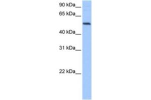 Western Blotting (WB) image for anti-G-Rich RNA Sequence Binding Factor 1 (GRSF1) antibody (ABIN2462115)
