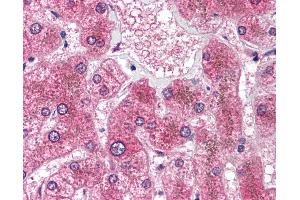 Anti-HSD11B1 antibody IHC of human liver.