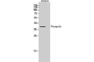 Western Blotting (WB) image for anti-Peropsin (RRH) (Internal Region) antibody (ABIN3186398) (Peropsin anticorps  (Internal Region))