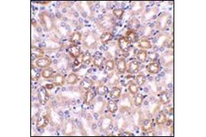 Immunohistochemistry in mouse kidney tissue using Nephrin Antibody at 1 μg/ml. (Nephrin anticorps  (C-Term))