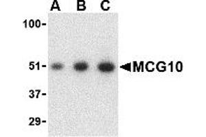 Western Blotting (WB) image for anti-Poly(rC) Binding Protein 4 (PCBP4) (C-Term) antibody (ABIN1030510) (PCBP4 anticorps  (C-Term))