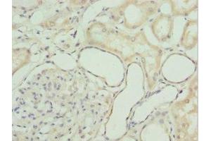 Immunohistochemistry of paraffin-embedded human kidney tissue using ABIN7154419 at dilution of 1:100 (GZMH anticorps  (AA 20-246))