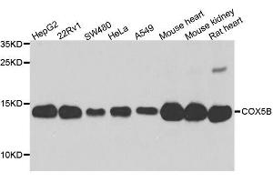 Western blot analysis of extracts of various cell lines, using COX5B antibody. (COX5B anticorps  (AA 32-129))